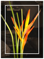 DSC03595playing with layers semi transparent frame.jpg