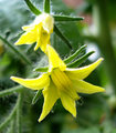 tomatoflower1.jpg