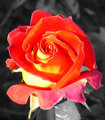 Evening Rose