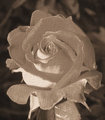 rose on sepia.jpg