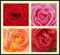 Rose Composition