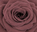Muted Red Rose