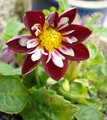 Dahlia