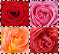 Wild Roses