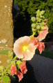 Hollyhocks