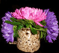 Asters