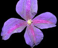 Clematis
