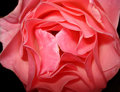 Pink Rose