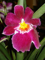 Orchid
