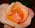 Peachy