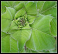 Sunflower Leaves