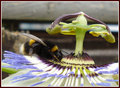 Passionflower Parasol