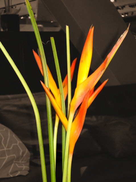 DSC03595playing with layers.jpg