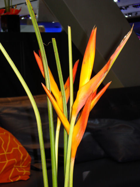DSC03595.JPG