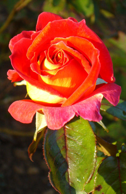 rose 2.jpg