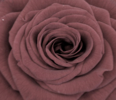 Muted Red Rose