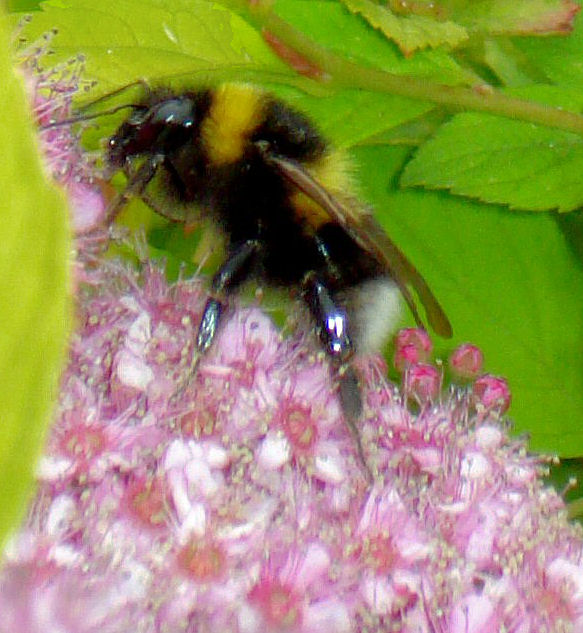 Bee!