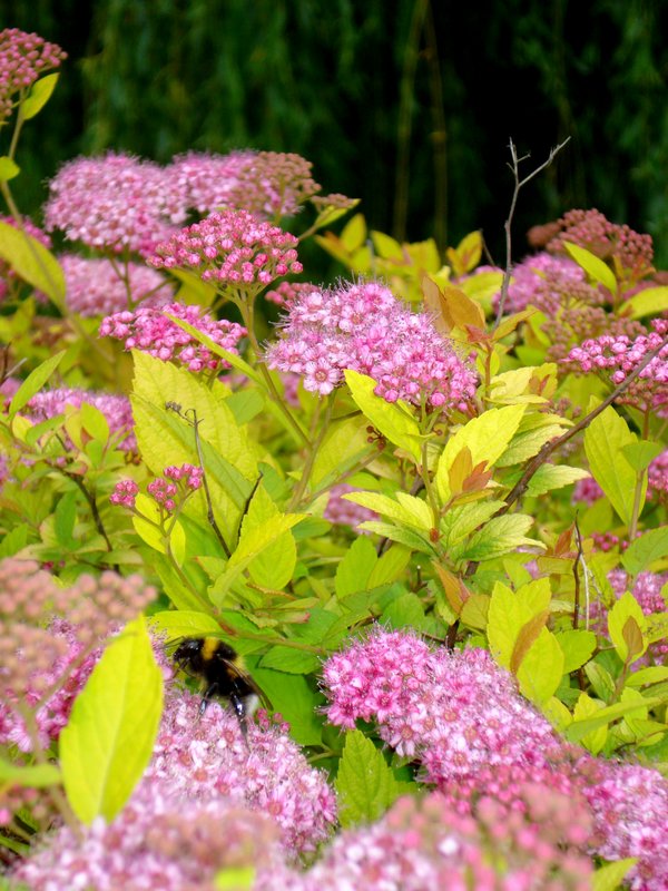 Contrasting flowers