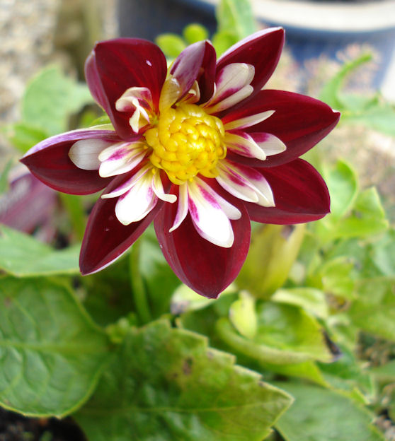 Dahlia