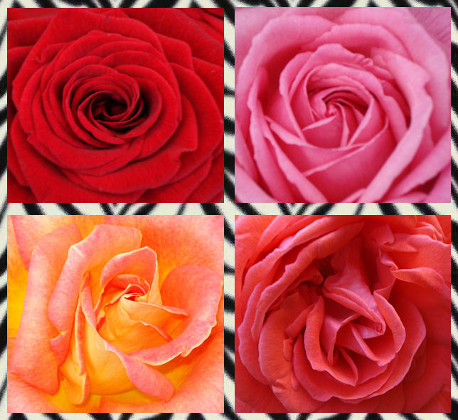 Wild Roses