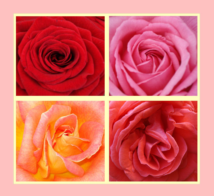 Civilised Roses