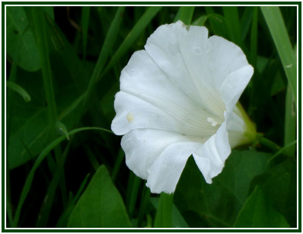 Green and White