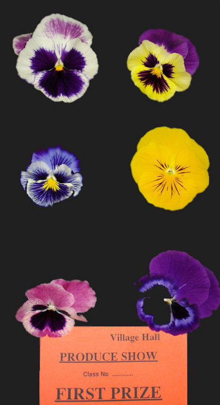 Winning Pansies