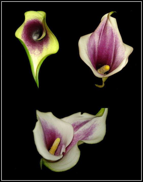 Cana Lily
