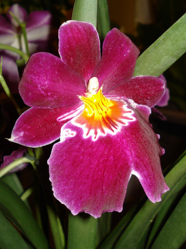 Orchid