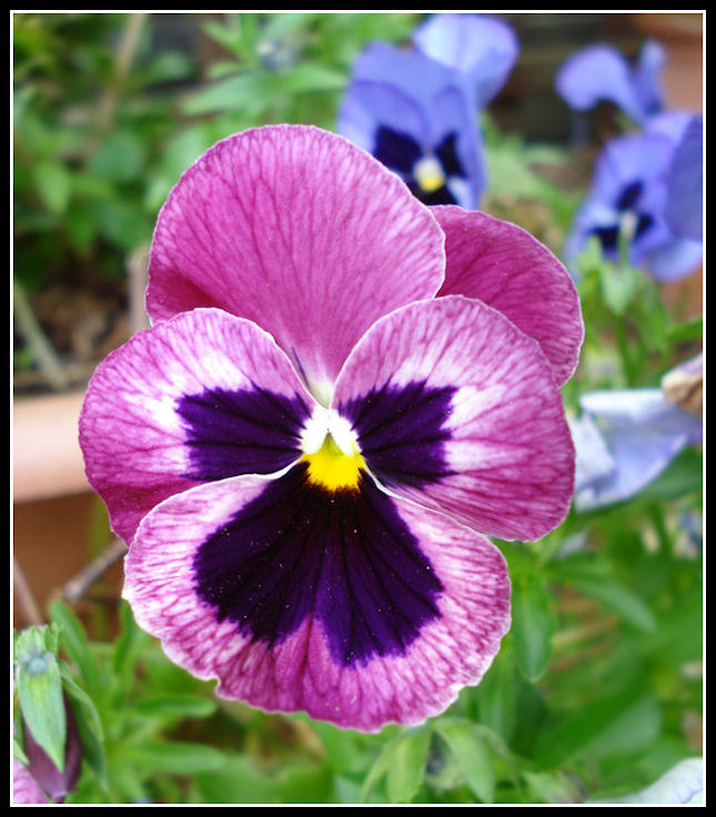 Perfect Pansy?
