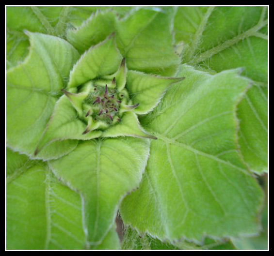 Sunflower Leaves
