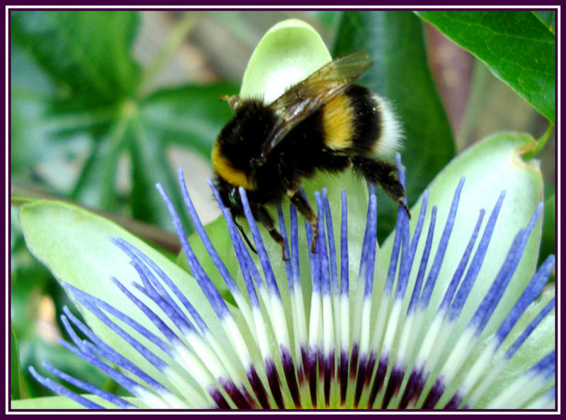 Bee on Passionflower