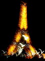 The Eiffel Tower Lights 