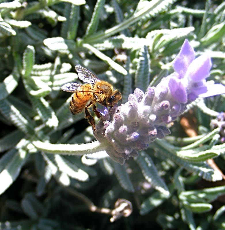 Buzzing Bee 