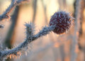 Spikey berry