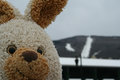 Bunny at Jackson Gore