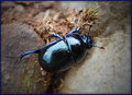 Blue Bug
