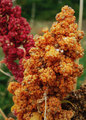 Random "flowers"
