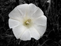 Bindweed