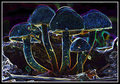 Shrooms