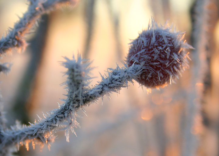 Spikey berry