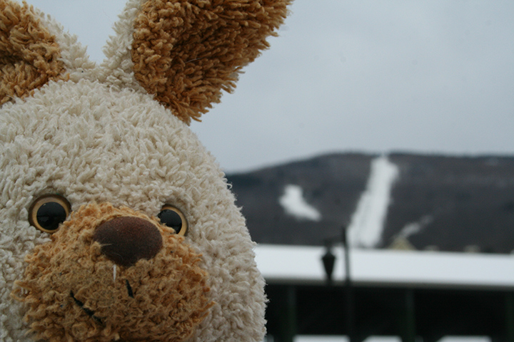 Bunny at Jackson Gore