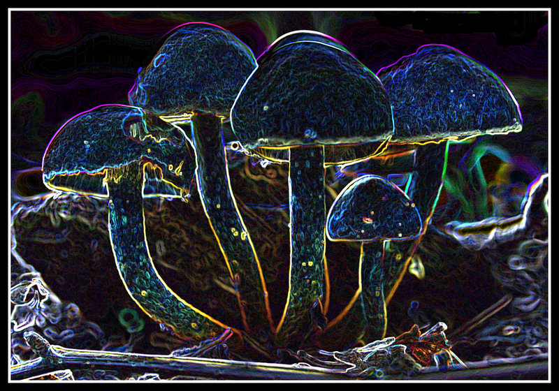 Shrooms