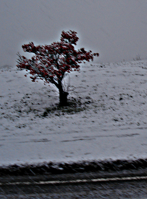 Red bush