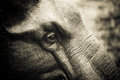 Elephant Sculture
