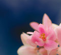 Pink and Blue