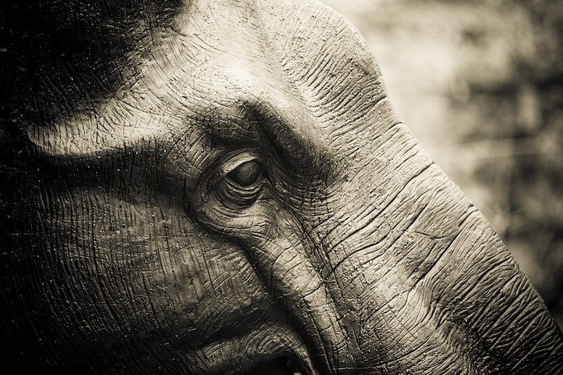 Elephant Sculture