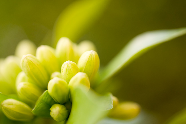 Buds