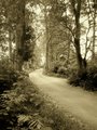 Woodland Trail Sepia 