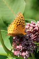 A Flutter Of Beauty